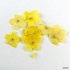 Suszone kwiatki E0146-02